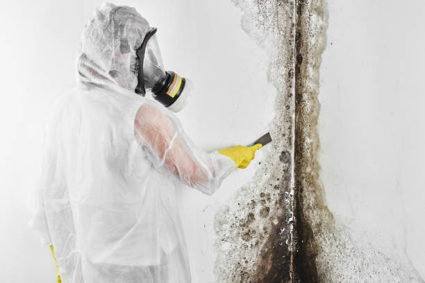 Professional Mold Removal in Prescott, AZ