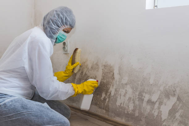 Best Black Mold Removal  in Prescott, AZ